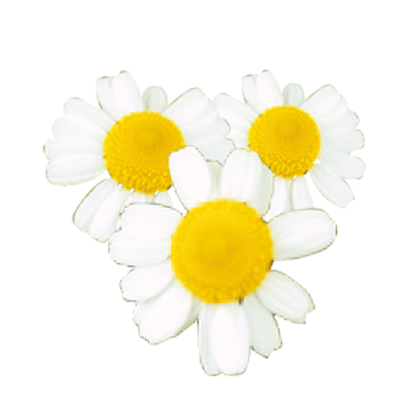 Chamomile (chamomile) extract