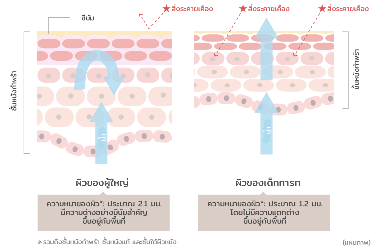 Schematic comparison of baby's and adult's skin
